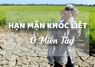 Hạn mặn khốc liệt ở Miền Tây: Nước mắt người nông dân trên đồng ruộng